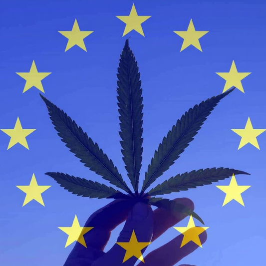 UE, Svolta per la Canapa: Approvato Emendamento su Fiori e Foglie. Il Messaggio al Governo Meloni