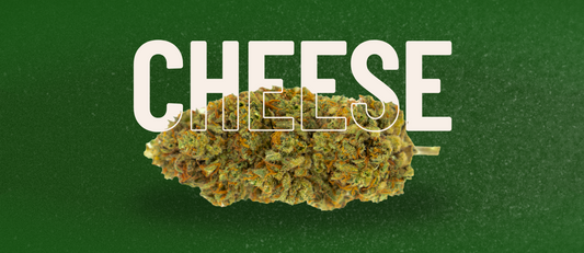 Fiori di Cheese Marijuana CBD, cannabis light con alto contenuto di CBD e aroma intenso