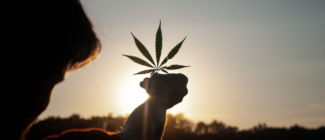 Infiorescenze canapa legale e prodotti derivati CBD