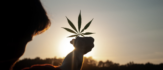 Infiorescenze canapa legale e prodotti derivati CBD