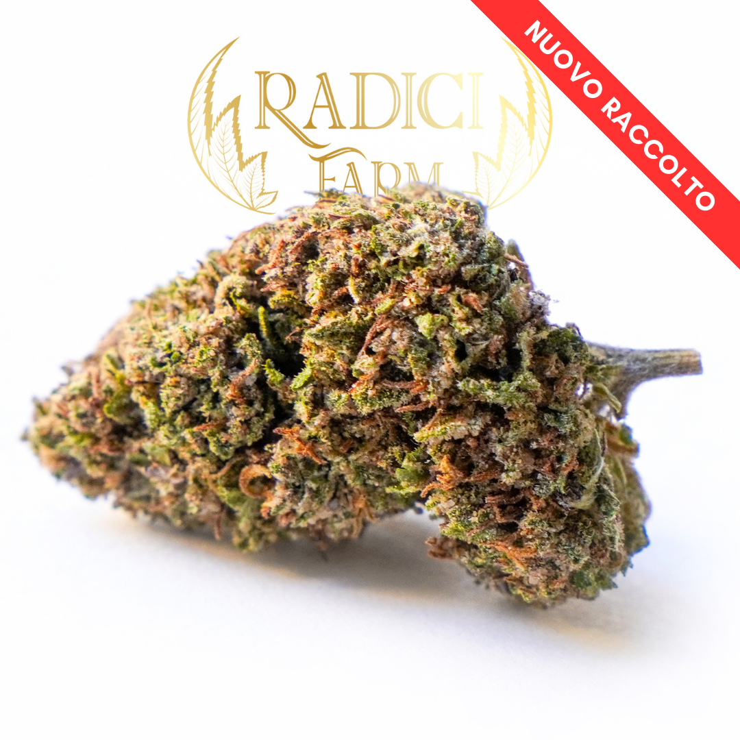 Fiori di OG Kush XL - cannabis light legale