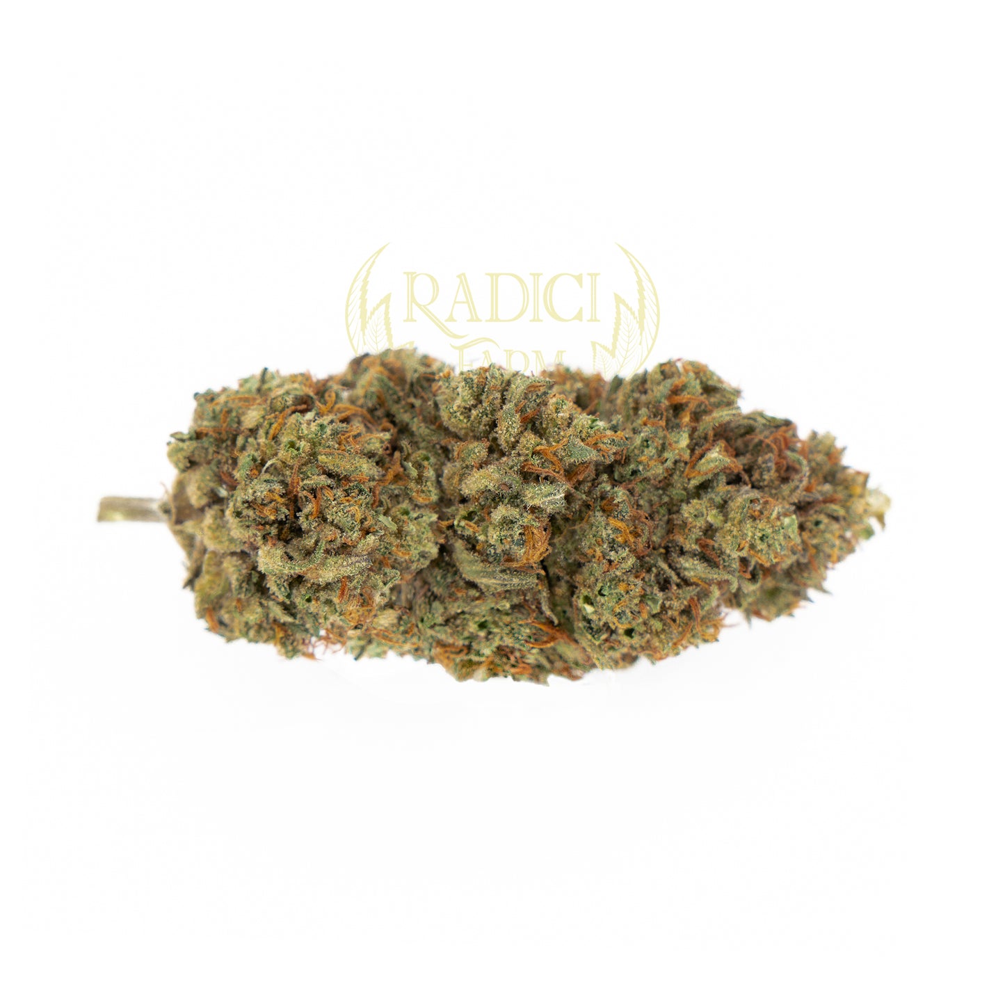 gorilla-glue-fiori-cannabis-light