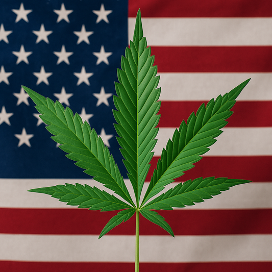 Trump valuta riclassificazione della cannabis: verso un cambiamento di rotta nella normativa USA