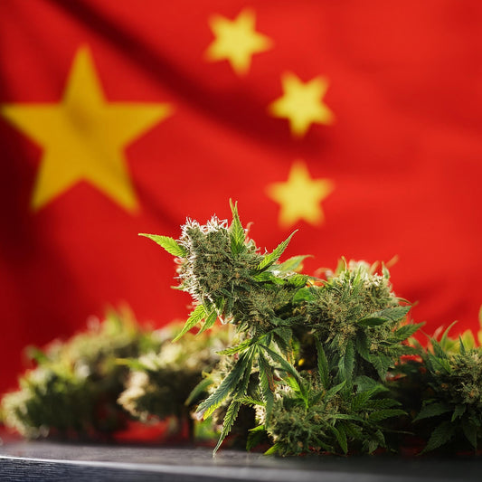 Cina libera il CBD, l'Italia strangola il Made in Italy: incompetenza o dittatura?