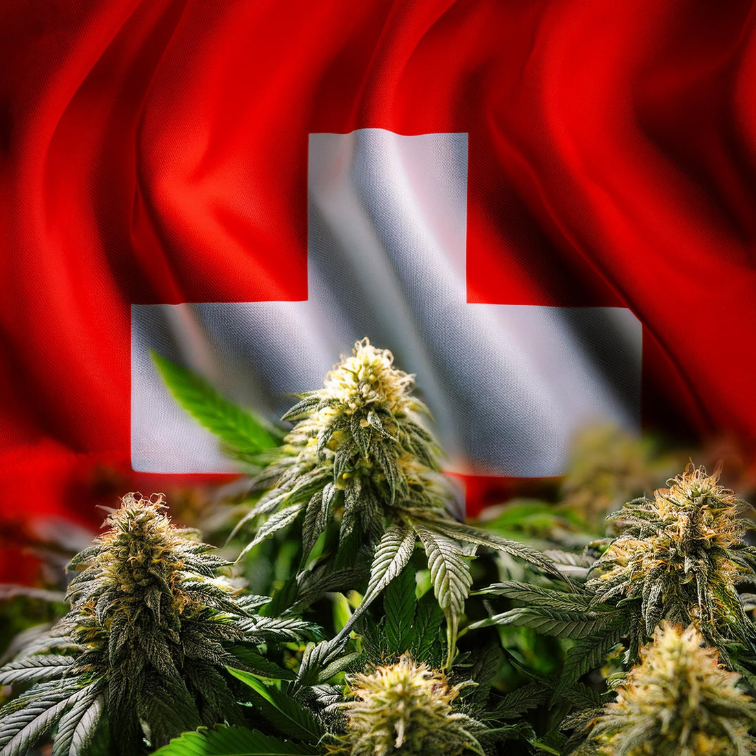 Svizzera Cannabis Ricreativa dà Profitto, in Italia lo Stato porta Conflitto