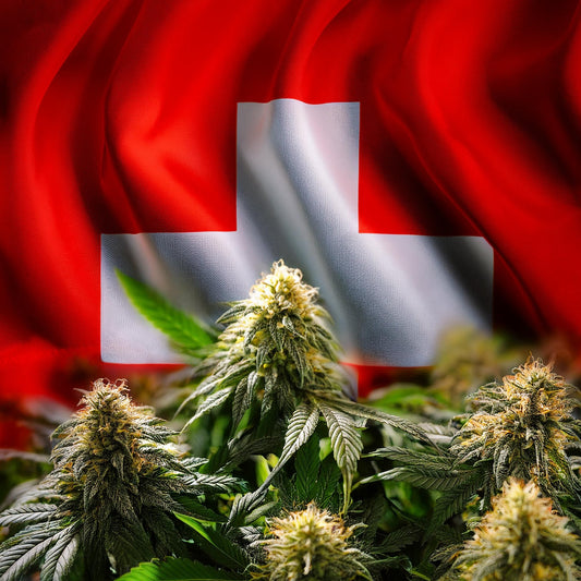 Svizzera Cannabis Ricreativa dà Profitto, in Italia lo Stato porta Conflitto