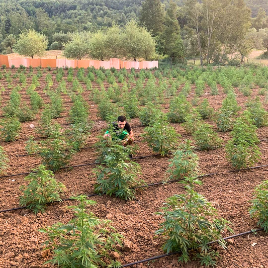 Radici Farm: La Chiave per il tuo Successo nel Mercato del CBD