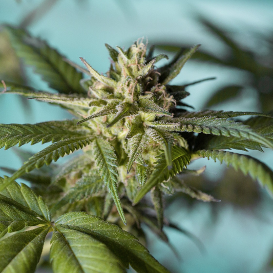 Fiori di Cannabis