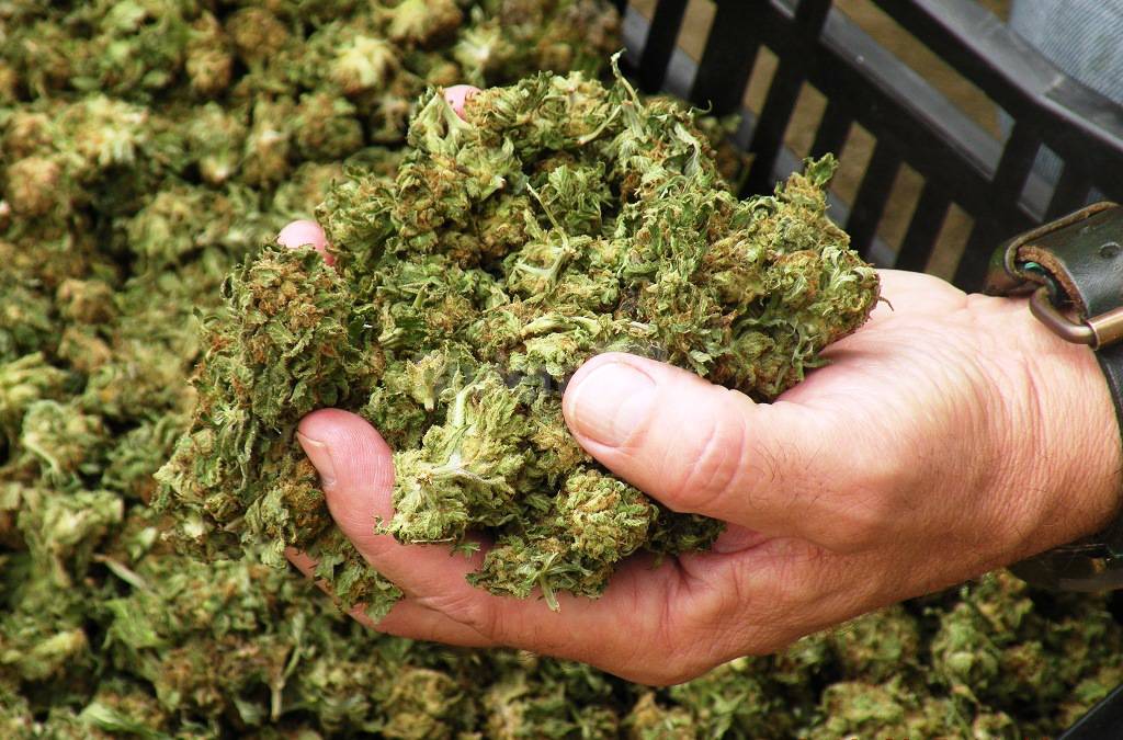 Il Tribunale di Imperia frena l’eccesso di potere dello Stato: annullato il sequestro da 350 kg di canapa legale