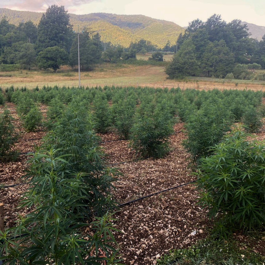 Radici Farm: Coltivazione Sostenibile di Cannabis nei Nostri Campi Incontaminati