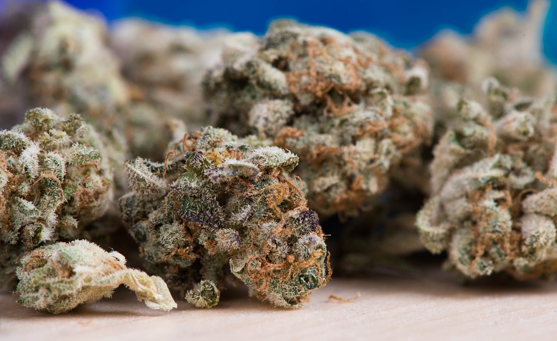 Fiore di cannabis