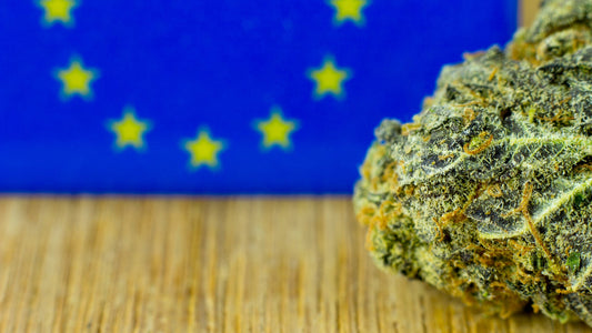 Avanti con la Battaglia: la Canapa protagonista UE