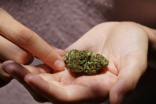 Tre tribunali contro il proibizionismo: la giustizia smonta il Decreto Sicurezza sulla cannabis light