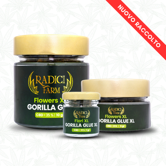 Fiori di Gorilla Glue - cannabis light legale
