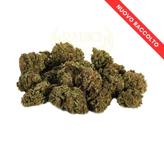 mini buds cannabis light