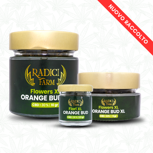 Fiori di Orange Bud XL cannabis light legale