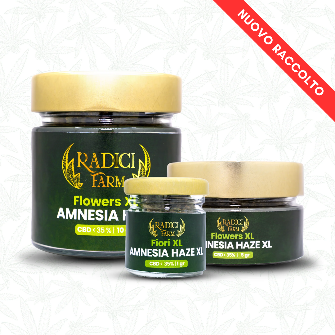 Fiori di Amnesia Haze XL - cannabis light legale