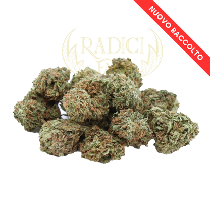 Mini Buds Cannabis light