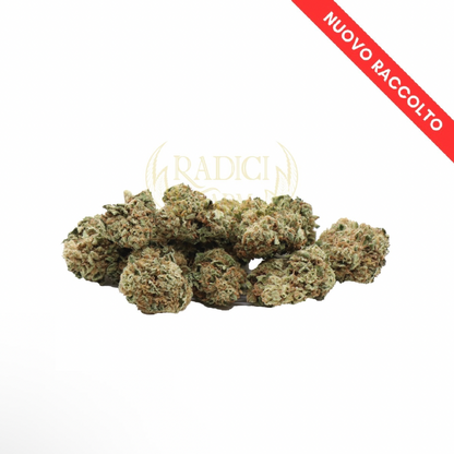 50 GR. MINI LEMON HAZE (CBD<35%) - Radici Farm