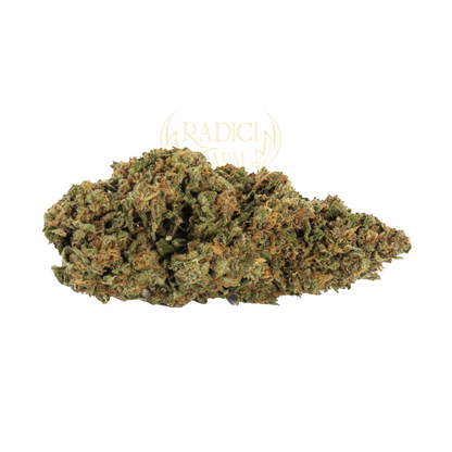 5 GR. AMNESIA HAZE XL (CBD<35%) - Radici Farm