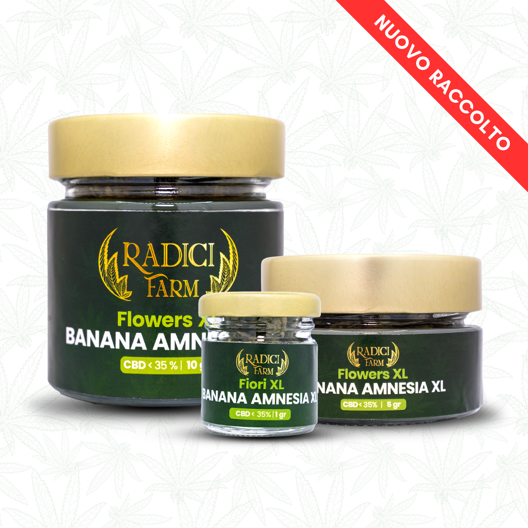 Fiori di Banana Amnesia XL - cannabis light legale
