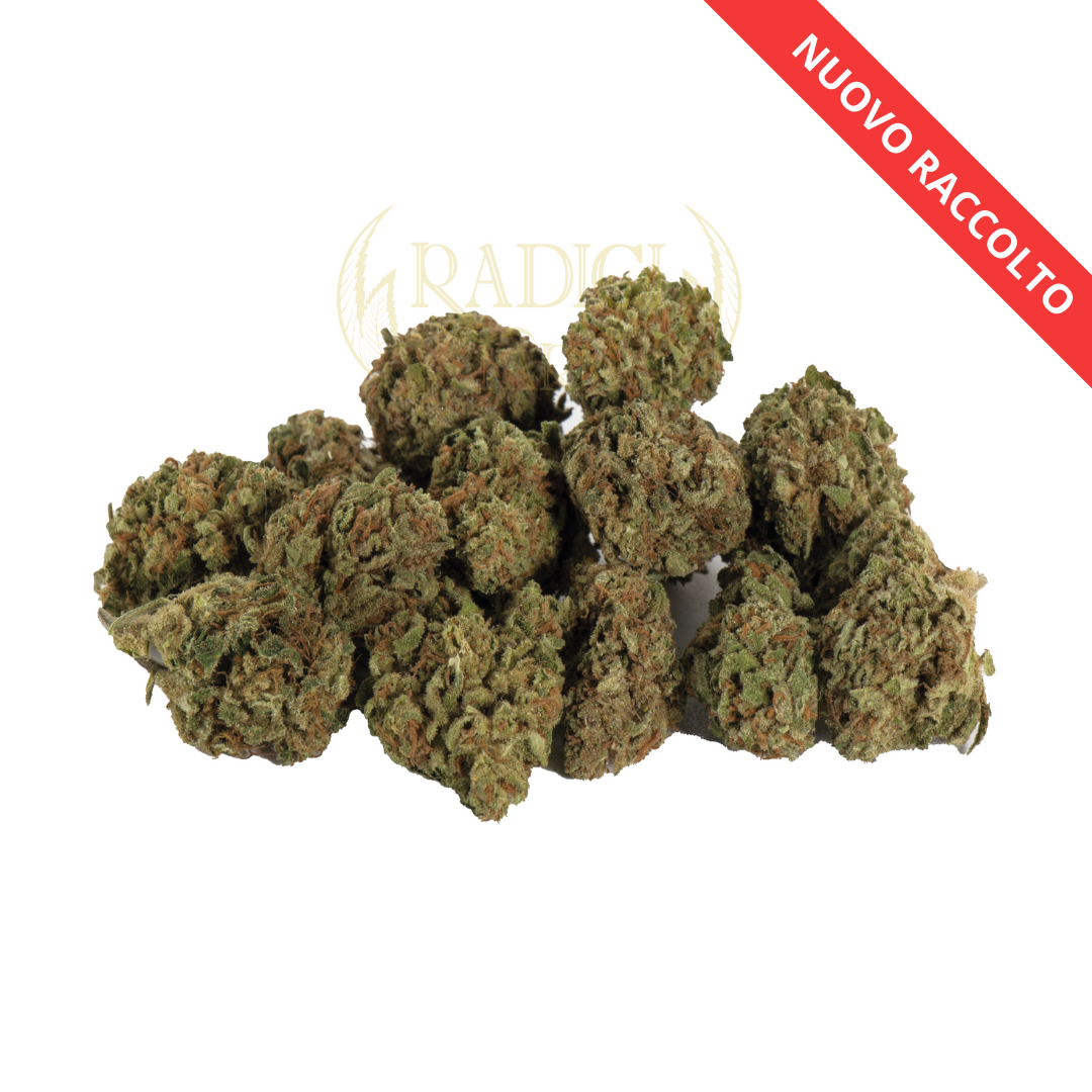 Mini Buds Cheese - Cannabis Light - Radici Farm