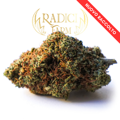 Fiori di Amnesia Haze XL - cannabis light legale