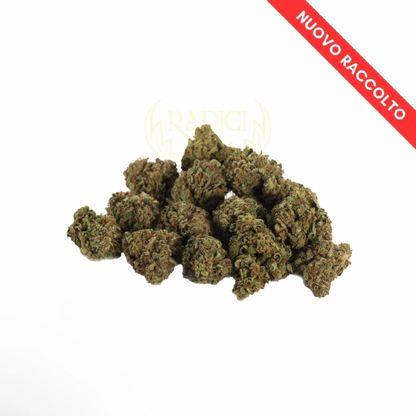 Mini Orange Buds - Cannabis Light - Radici Farm