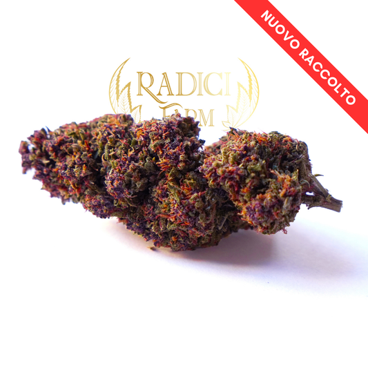 Fiori di Purple Haze - cannabis light legale