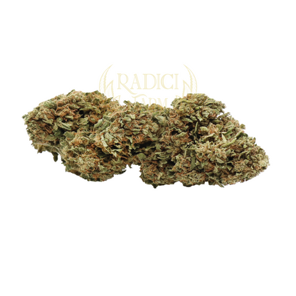Fiori di  Silver Haze XL cannabis light legale