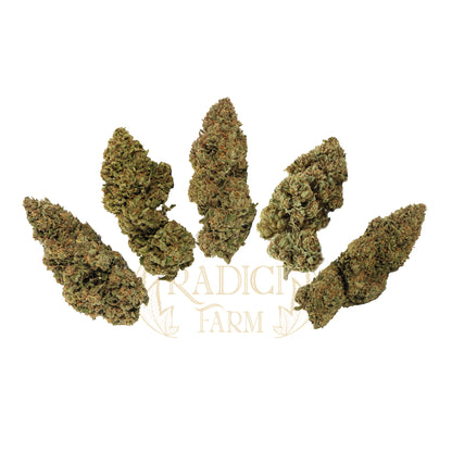 BOX 5 BARATTOLI DA 10 GR. XL LE TOP 5 - Radici Farm