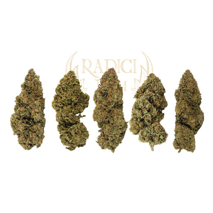 BOX 5 BARATTOLI DA 10 GR. XL LE TOP 5 - Radici Farm