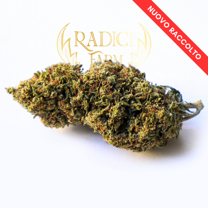 Fiori di Gelato Cookie XL - cannabis light legale
