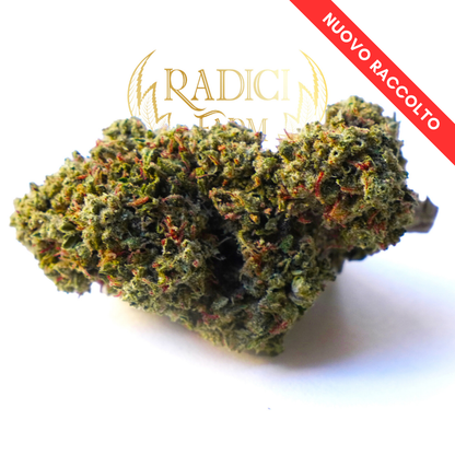 Fiori di Gorilla Glue - cannabis light legale