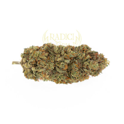 50 GR. CHEESE XL (CBD<30%) - Radici Farm