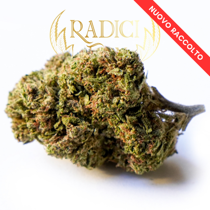 Fiori di Lemon Haze - cannabis light legale