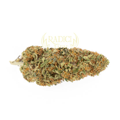 20 GR. LEMON HAZE XL (CBD<35%) - Radici Farm