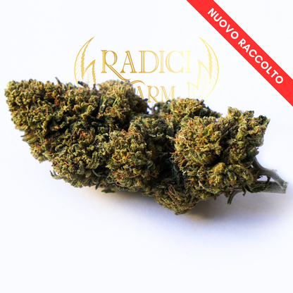 Fiori di Mimosa Zkittlez - cannabis light legale