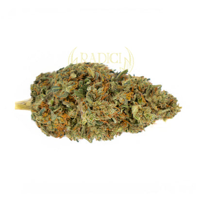 Mimosa Zkittlez - Cannabis Light - Radici Farm