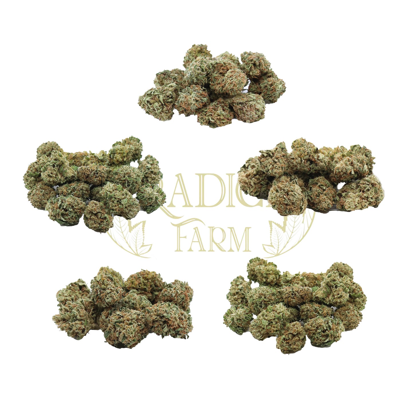 mini buds cannabis light