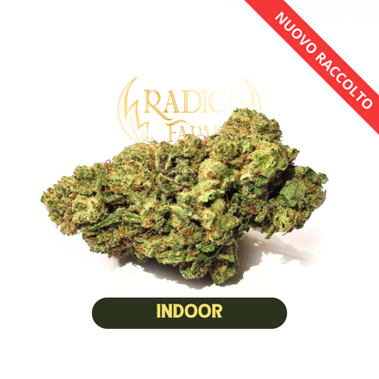 50 GR ZKITTLEZ AMNESIA XL (CBD<35%) - Radici Farm