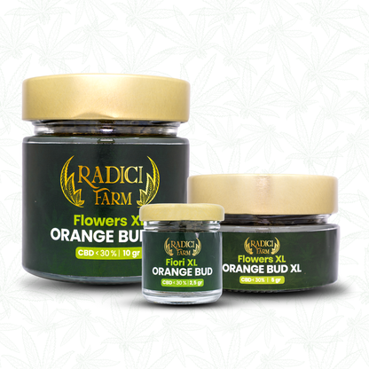 Fiori di Orange Bud XL cannabis light legale