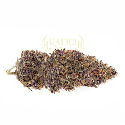PURPLE AMNESIA (CBD<35%) - Radici Farm