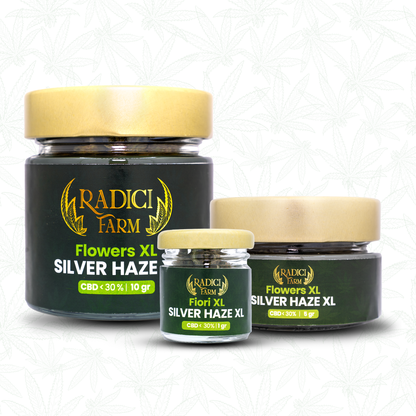 Fiori di  Silver Haze XL cannabis light legale