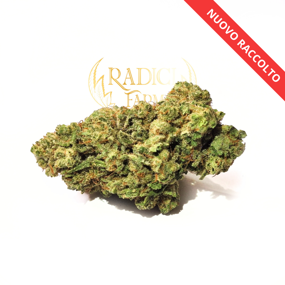 50 GR ZKITTLEZ AMNESIA XL (CBD<35%) - Radici Farm